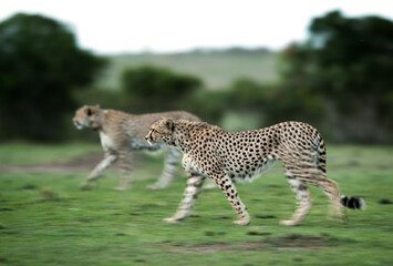 Two of the five Cheetah group on brisk walk at Masai Mara, 2017