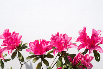 白バックの並んだ濃いピンクのツツジの花