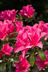濃いピンクのツツジの花