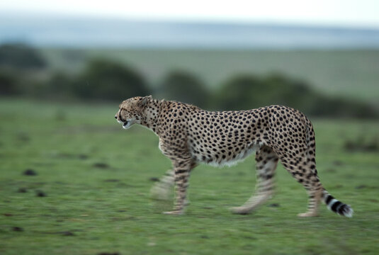 One of the fve Cheetah gropu at Masai Mara