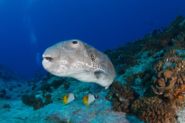 giant puffer fish diving in Tuamotu Archipelago © Albert