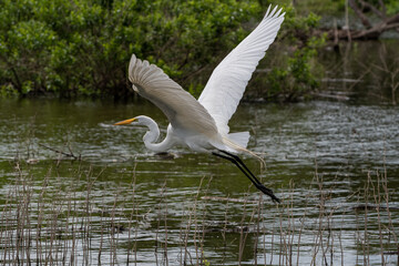White Egret flying low over lake surface