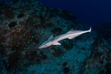 The remoras, sometimes called suckerfish, are a family (Echeneidae) of ray-finned fish in the order Carangiformes.