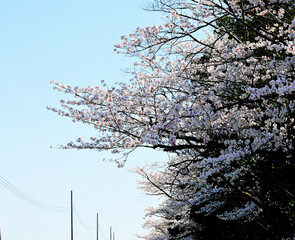桜並木と電線
