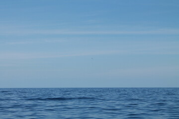 Obraz premium Sea bird and dolphins