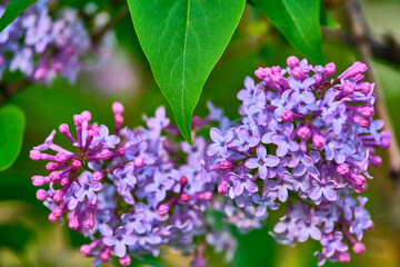 Obraz premium Close up beautiful lilac flowers blur background