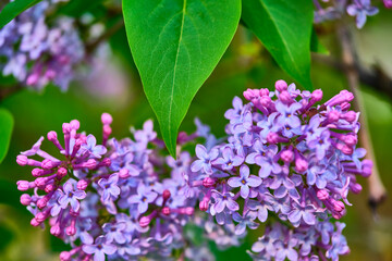 Obraz na płótnie Canvas Close up beautiful lilac flowers blur background
