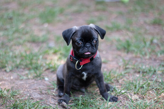 Teo, perro pug.