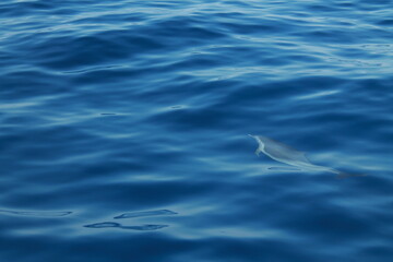 Sea bird and dolphins