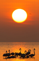 Greater Flamingos in the morning, Asker, Bahrain