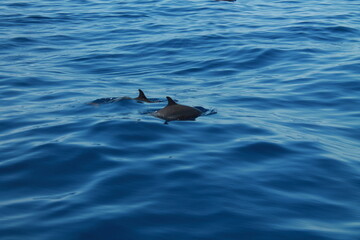 Fototapeta premium Sea bird and dolphins