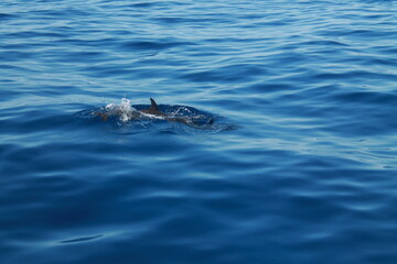 Fototapeta premium Sea bird and dolphins