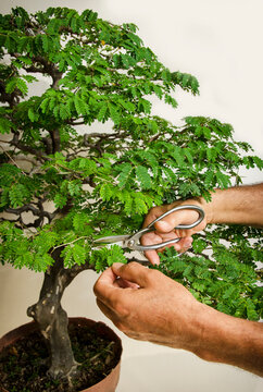 Man's Hands Pruning A Bonsai Tree