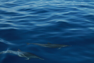 Sea bird and dolphins