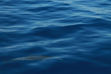 Fototapeta premium Sea bird and dolphins