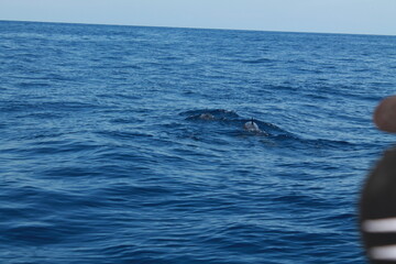 Obraz premium Sea bird and dolphins