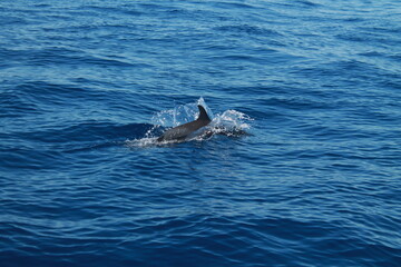 Obraz premium Sea bird and dolphins