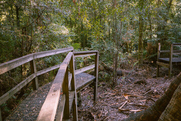 Broken raised wooden walking path in the forest