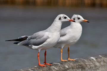 Two seagulls sits on a old sea pier