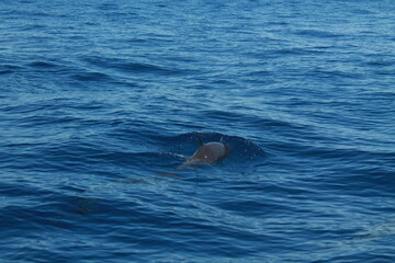 Fototapeta premium Sea bird and dolphins