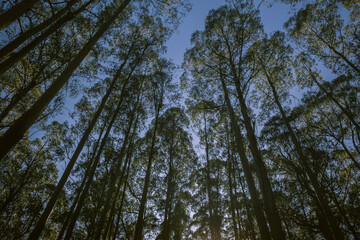 Obraz premium Forest of Eucalypts with clear blue sky