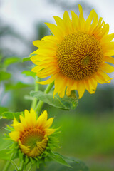 sunflower in the sun