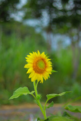 sunflower in the field