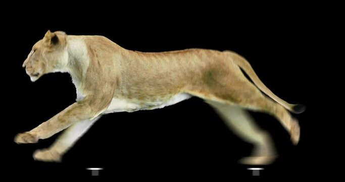 Lioness running realistic animation. An isolated animal video including an alpha channel allows to add background in post-production. Element for visual effects.