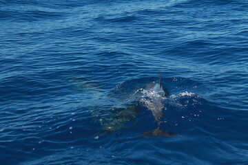 Naklejka premium Sea bird and dolphins