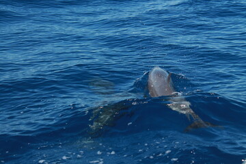 Fototapeta premium Sea bird and dolphins