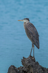 great blue heron on perch