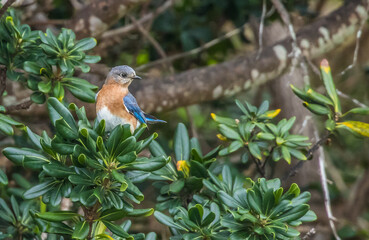 eastern male bluebird
