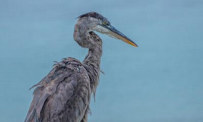 Obraz premium great blue heron on perch