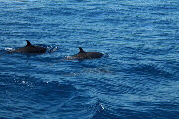 Sea bird and dolphins