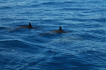 Naklejka premium Sea bird and dolphins