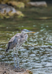 great blue heron fishing