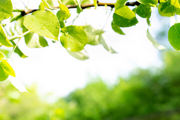 Green fresh succulent tree leaves with dew drops and selective focus on blurred nature garden from below during positive sunny day.