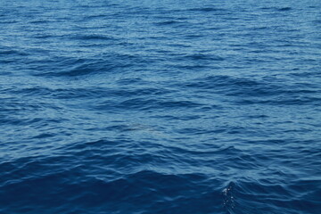 Sea bird and dolphins