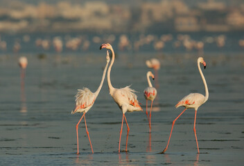 Greater Flamingos courtship