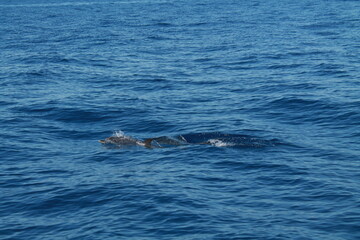 Fototapeta premium Sea bird and dolphins