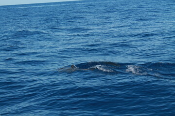 Sea bird and dolphins