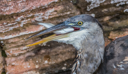 great blue heron fishing