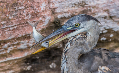 great blue heron fishing