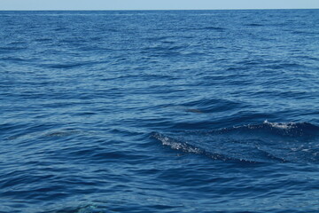 Obraz premium Sea bird and dolphins