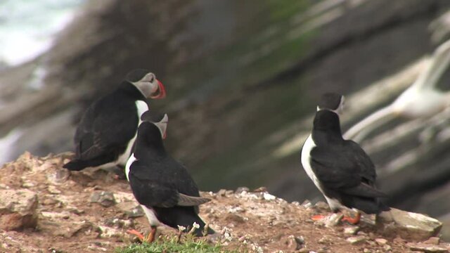Puffin bird on the cliffs cute colony of funny birds UK England