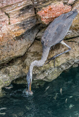 great blue heron fishing