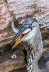 great blue heron fishing