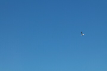 Fototapeta premium Martinique travel