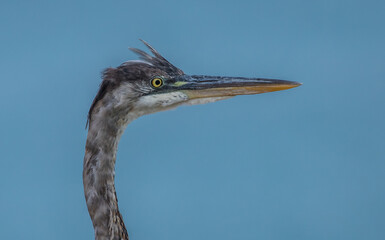 great blue heron fishing