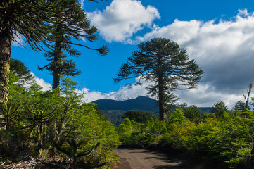Parque nacional Conguillio  Sur De Chile región de la araucanía naturaleza bosque nativo lago natural Araucaria paisaje montaña turismo
